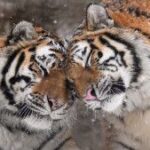 “ほぼネコ”写真集を「世界ネコ歩き」岩合光昭氏も絶賛「幸せな時間」「心から拍手」猛獣にキュン